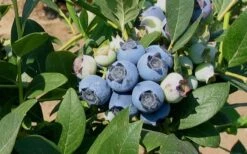Biloxi Southern Highbush Blueberry - 1 Gallon Pot -US Fruit Trees Sales Store 10151 biloxi blueberry