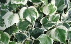 Variegated Algerian Ivy (Hedera Algeriensis 'Gloire De Marengo') - 5 Pack Of Pint Pots 13 Variegated Algerian Ivy (Hedera Algeriensis 'Gloire De Marengo') - 5 Pack Of Pint Pots -US Fruit Trees Sales Store 3554 ravensholst ivy