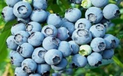 Powderblue Rabbiteye Blueberry - 6 Pack Of 1 Gallon Pots -US Fruit Trees Sales Store 3591 powder blue blueberry