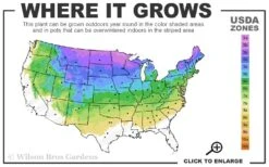 American Sweet Flag (Acorus Americanus) - 6 Pack Of 1 Gallon Pots -US Fruit Trees Sales Store 3a 8a 2