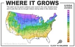 Purrsian Blue Catmint (Nepeta Faassenii) - 1 Gallon Pot -US Fruit Trees Sales Store 3a 8b 19