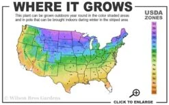 Summer Savory Plant - 6 Pack Of Pint Pots -US Fruit Trees Sales Store 3a 9b