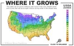 Mojito Mint Plant - 6 Pack Of Pint Pots -US Fruit Trees Sales Store 4a 11