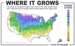 Bronze Fennel (Foeniculum Vulgare 'Purpureum') - 1 Gallon Pot -US Fruit Trees Sales Store 4a 8a 5