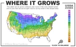 Walker's Low Catmint (Nepeta X Faassenii) - 1 Gallon Pot -US Fruit Trees Sales Store 4a 8b 11