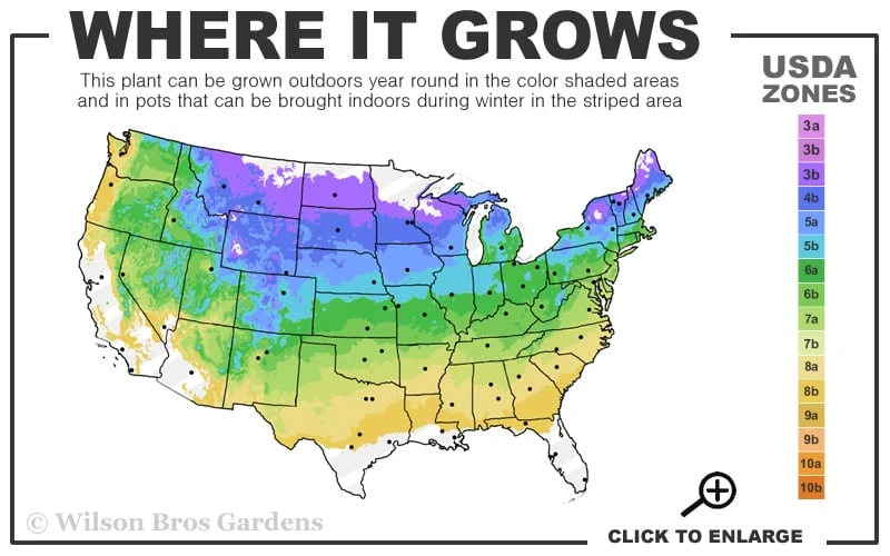 Serendipity Allium (Ornamental Onion) - 1 Gallon Pot 3 Serendipity Allium (Ornamental Onion) - 1 Gallon Pot - Image 3
