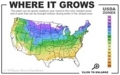 Silver Mound Artemisia - 1 Gallon Pot -US Fruit Trees Sales Store 4a 8b thumbnail 3