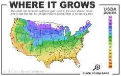 American Hazelnut (Filbert) - 1 Gallon Pot -US Fruit Trees Sales Store 4a 9b 11