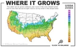 Emerald Goddess Liriope (Lilyturf) - 1 Gallon Pot -US Fruit Trees Sales Store 5B 11 1