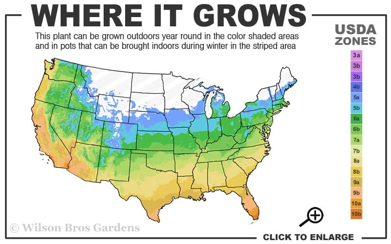 Gold Ingot Liriope (Golden Lilyturf) - 1 Gallon Pot 3 Gold Ingot Liriope (Golden Lilyturf) - 1 Gallon Pot - Image 3