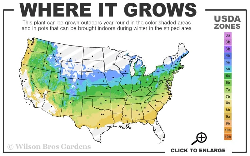 Autumn Moon Japanese Maple - 5 Gallon Pot (3-4') 3 Autumn Moon Japanese Maple - 5 Gallon Pot (3-4') - Image 3