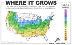 Mars Seedless Grape - 2 Gallon Pot 6 Mars Seedless Grape - 2 Gallon Pot -US Fruit Trees Sales Store 5a 8b 4