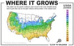 Viridis Dwarf Green Japanese Maple - 5 Gallon Pot -US Fruit Trees Sales Store 5a 9a 32