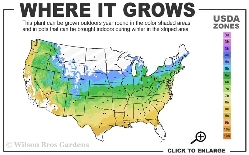 Amagi Shigure Japanese Maple - 3 Gallon Pot 3 Amagi Shigure Japanese Maple - 3 Gallon Pot - Image 3