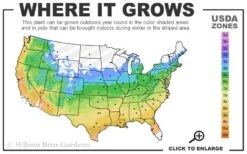 Beni Fushigi Japanese Maple - 1 Gallon Pot 9 Beni Fushigi Japanese Maple - 1 Gallon Pot -US Fruit Trees Sales Store 5a 9b 59