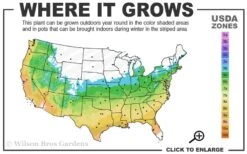 Orange Dream Japanese Maple - 2 Gallon Pot -US Fruit Trees Sales Store 5b 9b