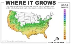 Austin Pomegranate - 3 Gallon Pot -US Fruit Trees Sales Store 6A 11 4