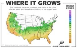 Black Diamond 'Mystic Magenta' Crape Myrtle - 3 Gallon Pot -US Fruit Trees Sales Store 6a 10b 8