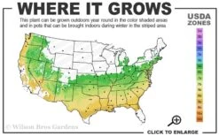 Titan Blueberry - 7 Gallon Pot -US Fruit Trees Sales Store 6a 9a 1