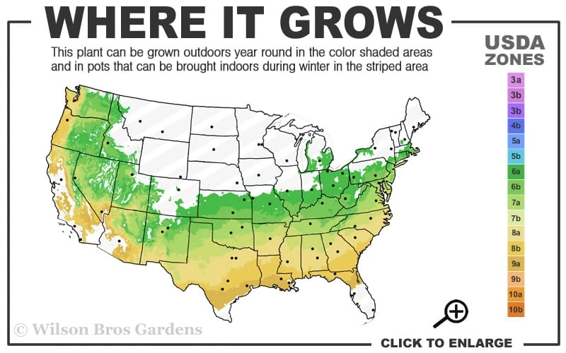 Arp Rosemary - 1 Gallon Pot 3 Arp Rosemary - 1 Gallon Pot - Image 3