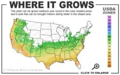 Korean Rock Fern - 1 Gallon Pot -US Fruit Trees Sales Store 6a 9b 2