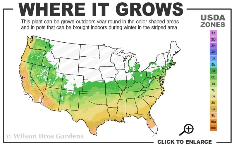Triple Crown Thornless Blackberry Plant - 1 Gallon Pot 3 Triple Crown Thornless Blackberry Plant - 1 Gallon Pot - Image 3