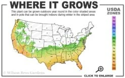 Angus Cold Hardy Eucalyptus Tree (Eucalyptus Nicholii) - 5 Gallon Pot -US Fruit Trees Sales Store 6b 10b