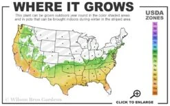 Delta Jazz Crape Myrtle - 2 Gallon Pot -US Fruit Trees Sales Store 6b 9b 11