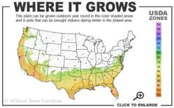 Early Bird Lavender Crape Myrtle - 3 Gallon Pot 8 Early Bird Lavender Crape Myrtle - 3 Gallon Pot -US Fruit Trees Sales Store 7a 10a 1