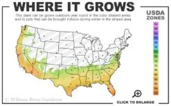 Dwarf Green Aucuba - Japanese Laurel - 3 Gallon Pot 8 Dwarf Green Aucuba - Japanese Laurel - 3 Gallon Pot -US Fruit Trees Sales Store 7a 10b 21