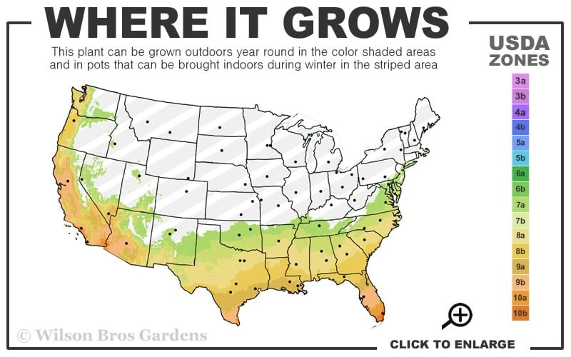 Dwarf Green Aucuba - Japanese Laurel - 3 Gallon Pot 3 Dwarf Green Aucuba - Japanese Laurel - 3 Gallon Pot - Image 3