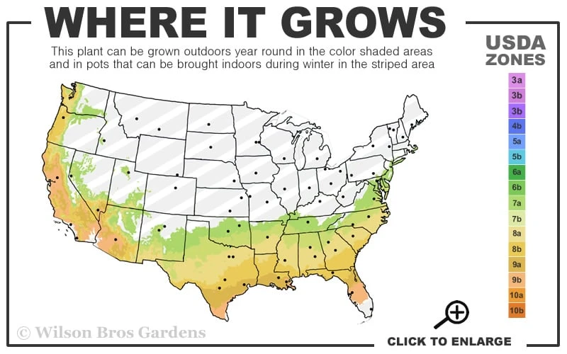 Snow Day Cold Hardy Eucalyptus Tree (Eucalyptus Gregsoniana) - 1 Gallon Pot 3 Snow Day Cold Hardy Eucalyptus Tree (Eucalyptus Gregsoniana) - 1 Gallon Pot - Image 3