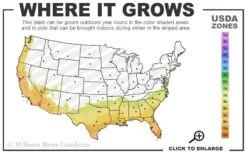 Tuscan Blue Rosemary - 5 Pack Of Quart Pots -US Fruit Trees Sales Store 7b 10b 9