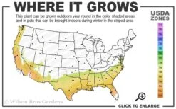 Center Stage Red Black Leaf Crape Myrtle - 3 Gallon Pot 8 Center Stage Red Black Leaf Crape Myrtle - 3 Gallon Pot -US Fruit Trees Sales Store 7b 9b 3