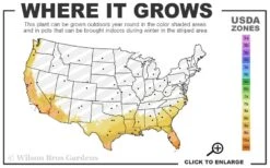 Cast Iron Plant - 1 Gallon Pot 9 Cast Iron Plant - 1 Gallon Pot -US Fruit Trees Sales Store 8A 11 9