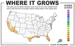 Little Prince Banana Plant - 1 Gallon Pot -US Fruit Trees Sales Store 9a 11