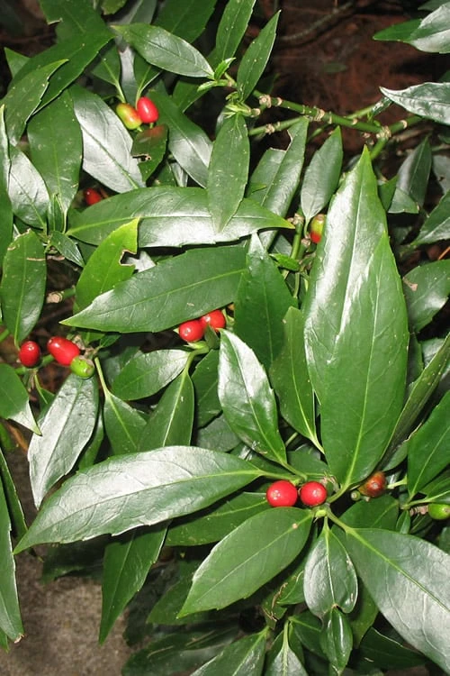 Dwarf Green Aucuba - Japanese Laurel - 3 Gallon Pot 1 Dwarf Green Aucuba - Japanese Laurel - 3 Gallon Pot