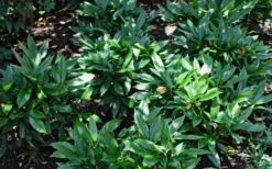 Dwarf Green Aucuba - Japanese Laurel - 3 Gallon Pot 10 Dwarf Green Aucuba - Japanese Laurel - 3 Gallon Pot -US Fruit Trees Sales Store Aucuba Dwarf Green 1