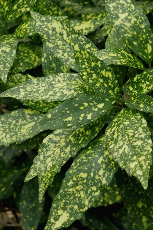 Gold Dust Aucuba - Japanese Laurel - 3 Gallon Pot 1 Gold Dust Aucuba - Japanese Laurel - 3 Gallon Pot