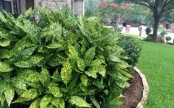 Gold Dust Aucuba - Japanese Laurel - 3 Gallon Pot 11 Gold Dust Aucuba - Japanese Laurel - 3 Gallon Pot -US Fruit Trees Sales Store Aucuba Gold Dust 18 1