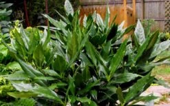 Sawtoothed Aucuba Serratifolia - 3 Gallon Pot 9 Sawtoothed Aucuba Serratifolia - 3 Gallon Pot -US Fruit Trees Sales Store Aucuba Sawtoothed 3