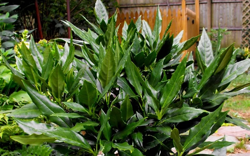 Sawtoothed Aucuba Serratifolia - 3 Gallon Pot 4 Sawtoothed Aucuba Serratifolia - 3 Gallon Pot - Image 4