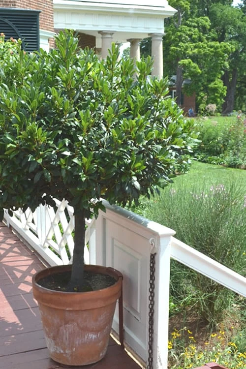 Bay Laurel (Sweet Bay) - Laurus Nobilis - 3 Gallon Pot 8 Bay Laurel (Sweet Bay) - Laurus Nobilis - 3 Gallon Pot - Image 8