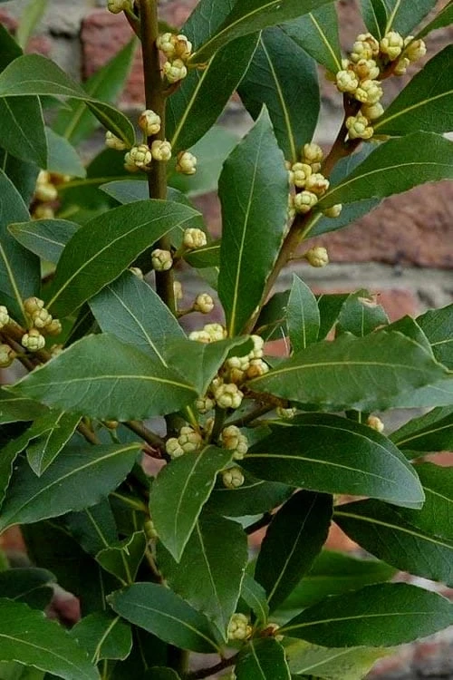 Bay Laurel (Sweet Bay) - Laurus Nobilis - 3 Gallon Pot 7 Bay Laurel (Sweet Bay) - Laurus Nobilis - 3 Gallon Pot - Image 7