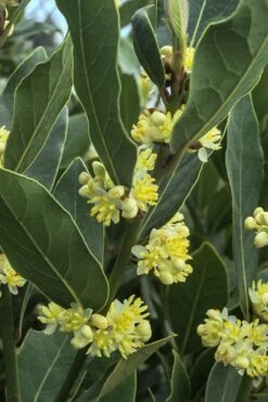 Bay Laurel (Sweet Bay) - Laurus Nobilis - 6 Pack Of 1 Gallon Pots -US Fruit Trees Sales Store Bay Laurel 3 1