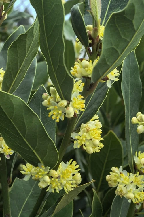 Bay Laurel (Sweet Bay) - Laurus Nobilis - 3 Gallon Pot 4 Bay Laurel (Sweet Bay) - Laurus Nobilis - 3 Gallon Pot - Image 4