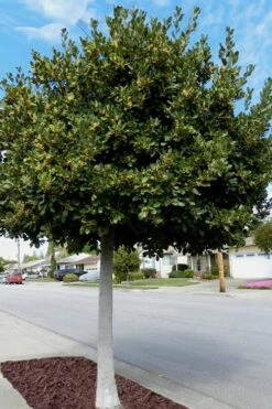 Bay Laurel (Sweet Bay) - Laurus Nobilis - 3 Gallon Pot 12 Bay Laurel (Sweet Bay) - Laurus Nobilis - 3 Gallon Pot -US Fruit Trees Sales Store Bay Laurel 5