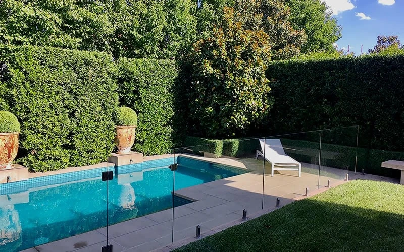 Bay Laurel (Sweet Bay) - Laurus Nobilis - 3 Gallon Pot 6 Bay Laurel (Sweet Bay) - Laurus Nobilis - 3 Gallon Pot - Image 6