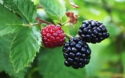 Arapaho Thornless Blackberry - 1 Gallon Pot -US Fruit Trees Sales Store Blackberry Arapaho Thornless