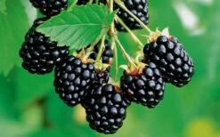 Navaho Thornless Blackberry - 1 Gallon Pot -US Fruit Trees Sales Store Blackberry Navaho 2